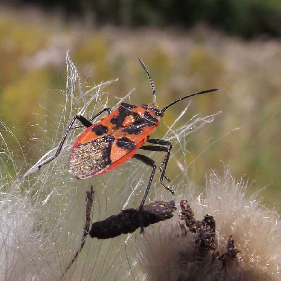 Corizus hyoscyami